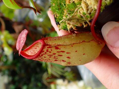 E195 1-3 N. bellii x undulatifolia #NNN 