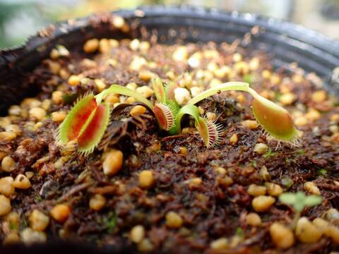 商品一覧 - Y's Exotics （山田食虫植物農園）