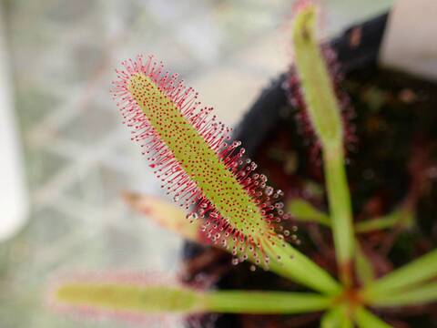 商品一覧 - Y's Exotics （山田食虫植物農園）