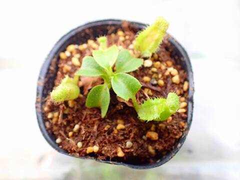 商品一覧 - Y's Exotics （山田食虫植物農園）