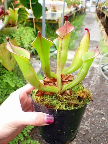 Heliamphora（ヘリアンフォラ）の商品一覧 | Y's Exotics （山田食虫植物農園）