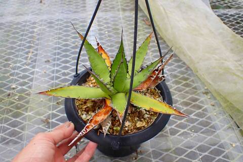 Y049 4-2 強刺霍力達 Agave horrida selected
