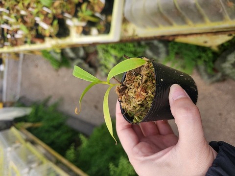 商品一覧 - Y's Exotics （山田食虫植物農園）