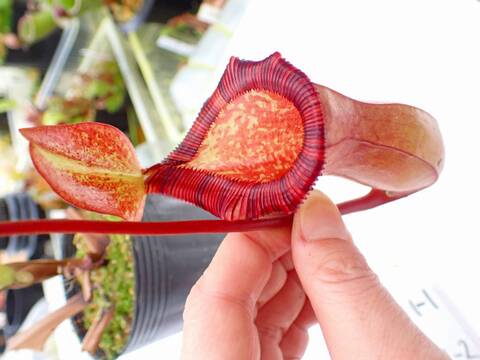 Y's Exotics （山田食虫植物農園）