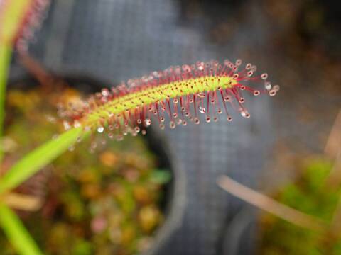 Y743 4-1 D. capensis