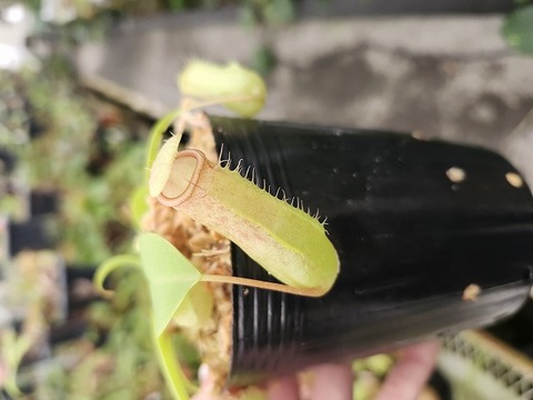 商品一覧 - Y's Exotics （山田食虫植物農園）