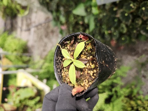 商品一覧 - Y's Exotics （山田食虫植物農園）