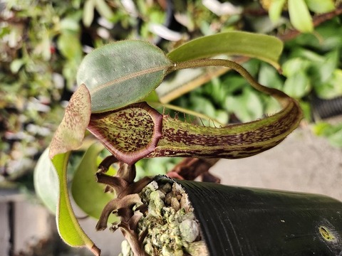 商品一覧 - Y's Exotics （山田食虫植物農園）