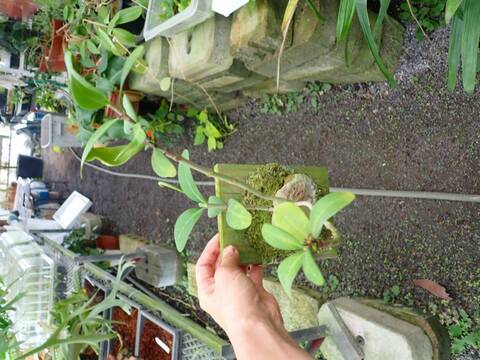 G074 3-2 Hydnophytum formicarum CK