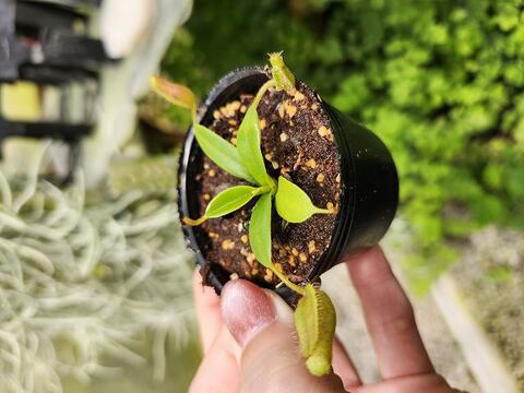 ゆうゆうネペンテス・ミランダ Nepenthes（ネペンテス/ウツボカズラ）の商品一覧 | Y's Exotics