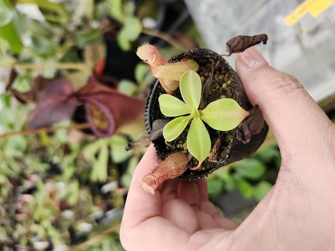 商品一覧 - Y's Exotics （山田食虫植物農園）