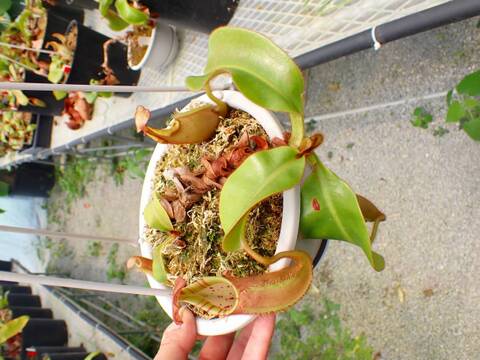 商品一覧 - Y's Exotics （山田食虫植物農園）