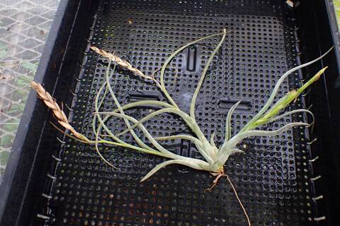 G863 3-1 T. arhiza-juliae x pruinosa TI