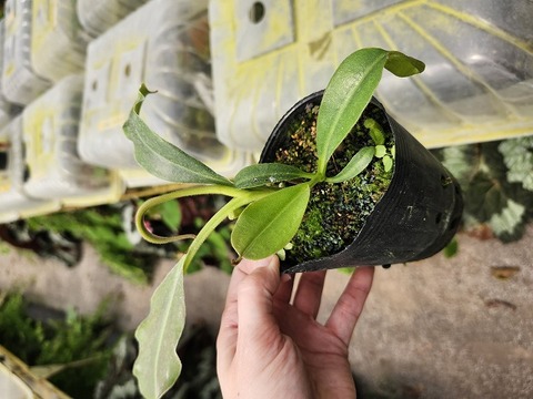 E135 1-4 N. maxima (rippled leaf/ stem, rantepao, Sulawesi) No,112