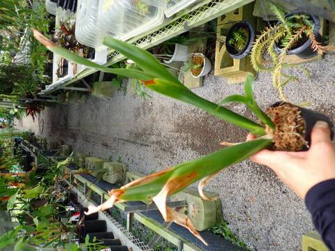 J125 3-2 Catopsis aff. Nitida {Coban, Guatemala} [BCP ID# 1110. 1433] BCP