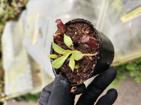 専用 オニサバルヤシ 美株 良形 特別販売ページ！現品写真付！の商品一覧 |