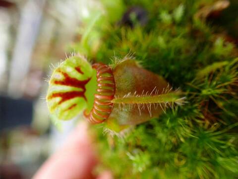 セファロタス　エラー　cephalotus error 子株 Quite troublesome] Current status of carnivorous plant Cephalotus