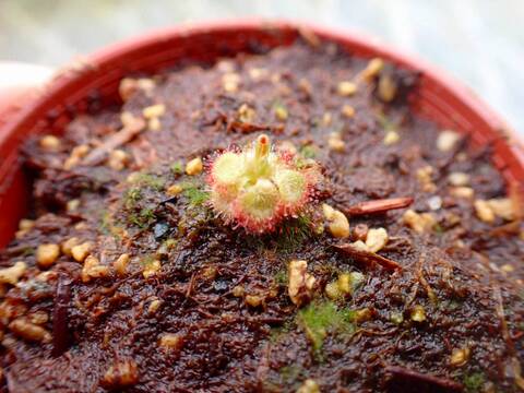 Y933 4-1 D. burmannii