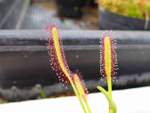 G585 4-1 D. capensis