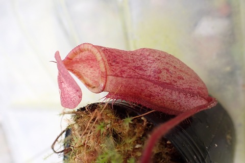 Nepenthes（ネペンテス/ウツボカズラ）の商品一覧 | Y's Exotics