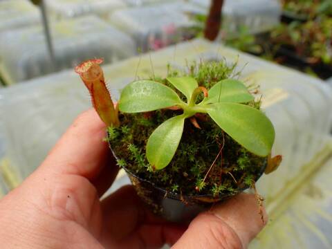 ムサパプワ　苗 商品一覧 - Y's Exotics （山田食虫植物農園）