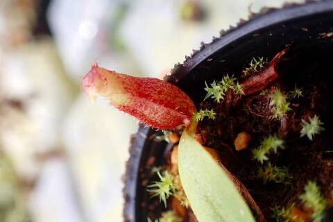 teatネペン Nepenthes（ネペンテス/ウツボカズラ）の商品一覧 | Y's Exotics