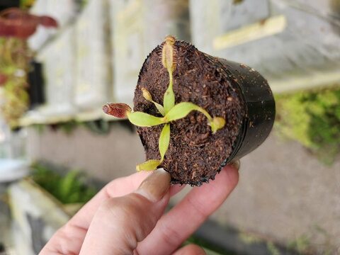 ハバネロ　FS ✖️ Portillae 商品一覧 | Y's Exotics （山田食虫植物農園）