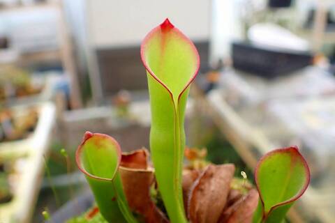 ヘリアンフォラ　Heliamphora 交配種 ヘリアンフォラ Heliamphora 交配種