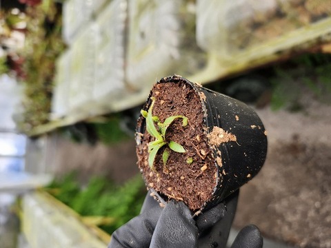 O610 1-2 [YA-2] N. lowii Mulu Y's Lab 