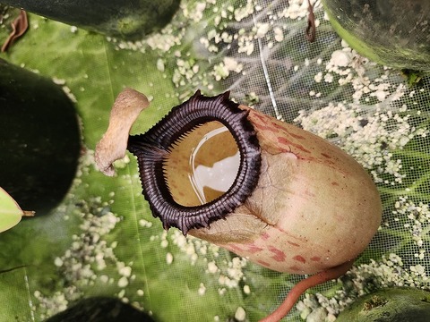 11/30まで ウツボカズラ　N.アッテンボロギー　食虫植物 大得価，人気SALE】 ネペンテス アッテンボロギー ウツボカズラ 食虫植物