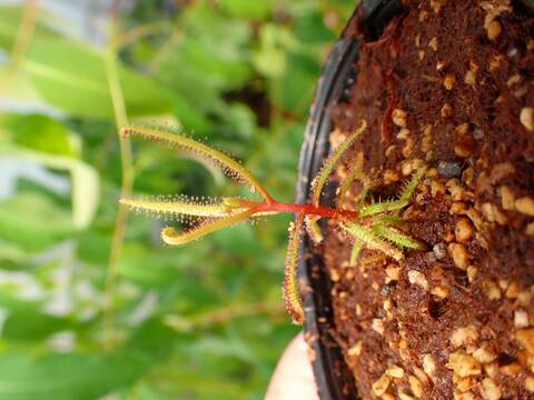 J533 5-2 D. hartmeyeorum Y's Lab