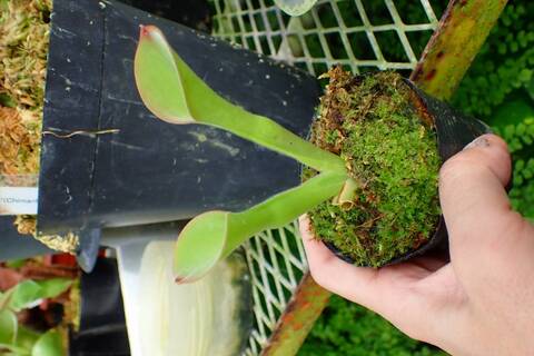 Heliamphora Species（ヘリアンフォラ原種）の商品一覧 | Y's Exotics