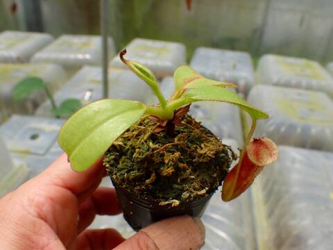 J106 1-3 N. (truncata x peltata Y's) x xharryana #NNN