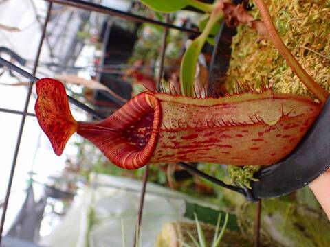 商品一覧 - Y's Exotics （山田食虫植物農園）