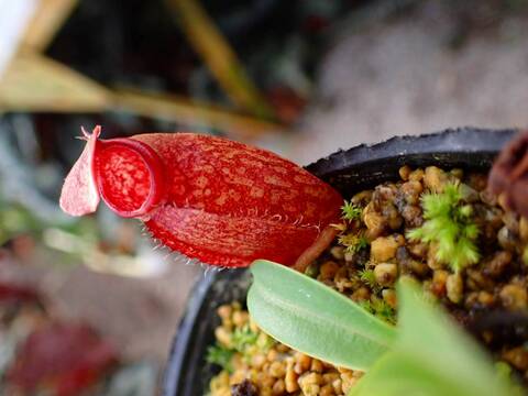 商品一覧 - Y's Exotics （山田食虫植物農園）