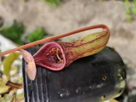 商品一覧 - Y's Exotics （山田食虫植物農園）