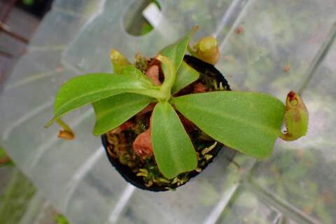 Nepenthes（ネペンテス/ウツボカズラ）の商品一覧 | Y's Exotics