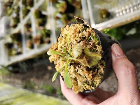 Cephalotus Big Mouth CZP 葉挿し2株 Cephalotus Big Mouth CZP 葉挿し2株 - メルカリ
