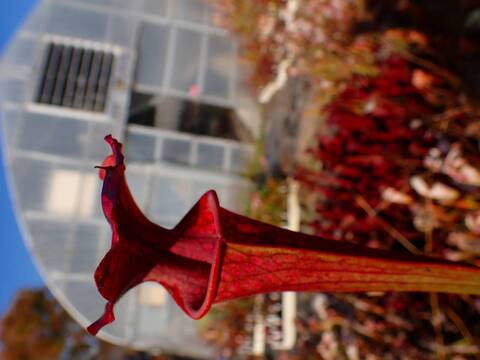 サラセニア kurichan 商品一覧 - Y's Exotics （山田食虫植物農園）