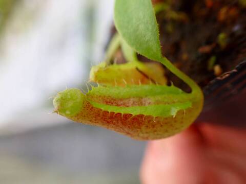 Y127 5-1 [YA-14] N. sp. aff bongso (from G. Gadut, seed-grown) Y's Lab