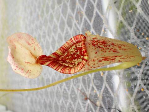 商品一覧 - Y's Exotics （山田食虫植物農園）