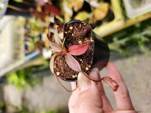 ペルー産　美麗ハチ　48mm 商品一覧 | Y's Exotics （山田食虫植物農園）