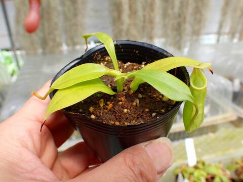商品一覧 - Y's Exotics （山田食虫植物農園）