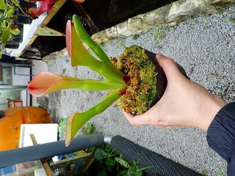 Heliamphora(ヘリアンフォラ)の商品一覧 | Y's Exotics (山田 Heliamphora(ヘリアンフォラ)の商品一覧 | Y's Exotics (山田
