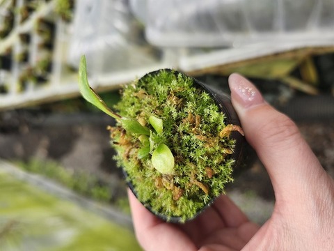 R481 1-1 Cephalotus follicularis GS