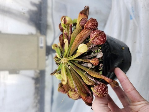 商品一覧 - Y's Exotics （山田食虫植物農園）