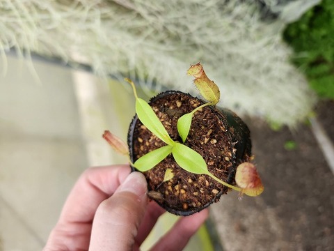 商品一覧 - Y's Exotics （山田食虫植物農園）