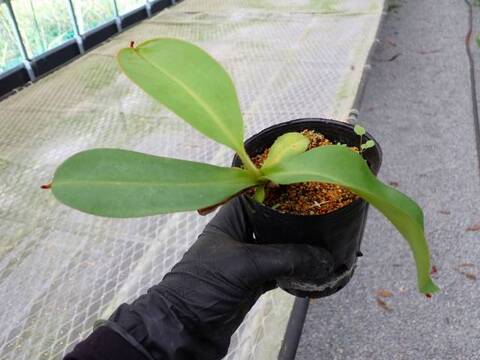 Y987 5-3 N. hirusta (typical x squat) x veitchii Bario stripe Y's