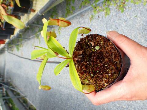 J536 5-3 N. ventricosa red x Rebecca soper Y's