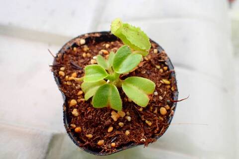 食虫植物N. xtrusmadensis AW clone:3 食虫植物N. xtrusmadensis AW clone:3